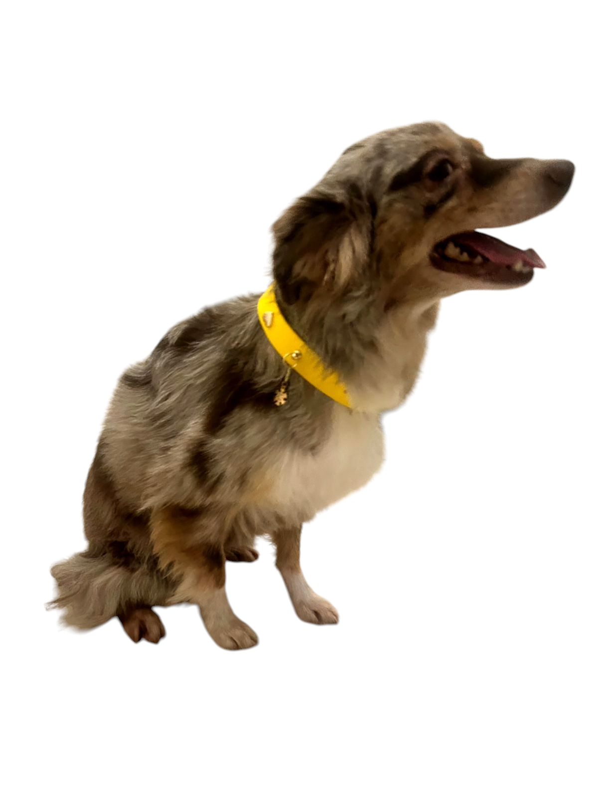 Bark Accent Collar - Yellow w/Pastel Pink Accent and Gold Hearts - 1" Medium